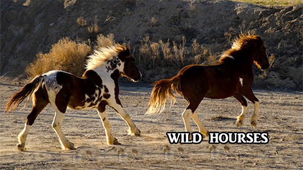 wildhorses