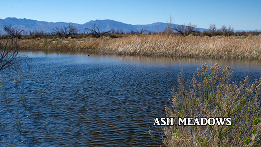 ash meadowsNational Park