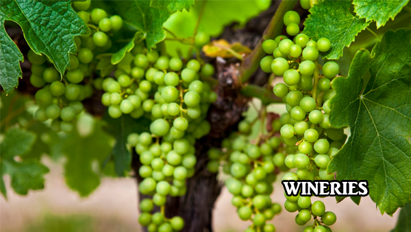 Nevada Winery vine