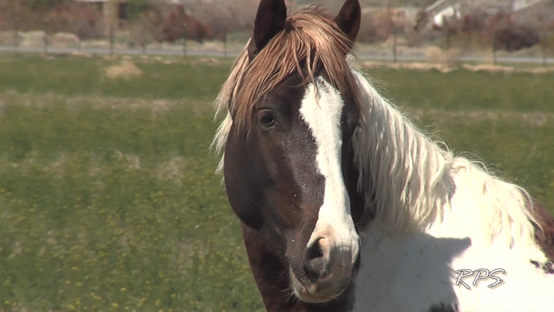 Wild Horses and Donkeys in Pahrump